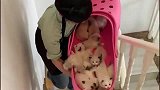 这一床布偶猫，应该很值钱吧，网友：告诉我地址！