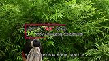 清朝老翁苦练气功60年，结果被四个侍女一举攻破，暴毙而亡