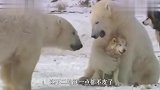 哈士奇被北极熊紧紧搂在怀里，哈士奇很无奈，镜头拍下搞笑全过程