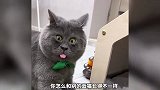 《长相奇特的猫咪》哪只更奇怪？