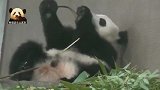 熊猫宝宝到底吃了多少可爱，才能萌成现在这个样子啊？