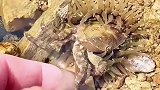 螃蟹这么硬的壳，它是怎么吃的