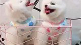两朵棉花糖