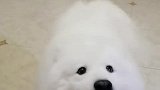 铲屎官们都知道为啥自己上班会吃饭了吧