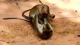 憨猴子和它的兄弟开战了