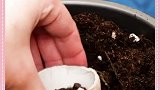 剩下的纸筒别急着扔，还大有用处呢！不信你看