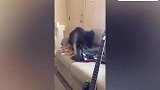 小猫躺在沙发上，大狗用力的坐在小猫身上，小猫十分淡定！