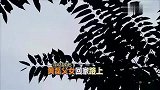 黄磊孙莉同意养乖乖，多多喜极而泣！