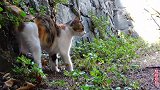 失去一只眼睛而的遗弃猫，觅食困难，很幸运它遇到了好心人