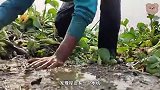 水田不断发出声响，小伙上前查看，竟意外挖出一条几十斤的怪鱼
