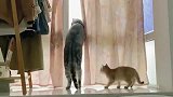 猫咪一天到晚神神叨叨的, 这是想吓唬谁呢