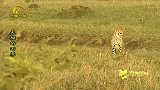 猎豹趴在汽车上，和男子相距只有一英尺，网友：不怕被咬吗？