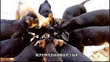 自从养了两只斗牛犬，总是为了吃的一言不合就开打，简直了