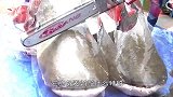 这是什么品种的鱼？用电锯都锯不开，还真是“脸皮厚”切不透！