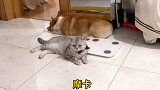 当你在召唤一只猫咪的时候，召唤出来一只肥胖柯猪是什么体验