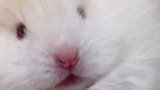 养鼠日常小可爱分享