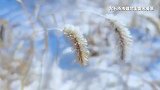 辽宁省“冰天雪地也是金山银山”短视频大赛｜雪未融 雾凇至