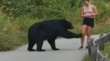 加拿大黑熊拦路吓坏跑步美女 伸出熊掌摸摸腿才给放行