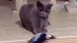 我猜这条鱼你肯定还没有，带走一条让猫咪尝尝鲜