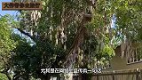非洲人饿死不种地？看看非洲“香肠树”，游客：是我我也不种了