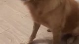 哎呀，被两只猫给虐到了！