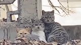 三只流浪猫聚在一起，刚好成了个满格信号的“wifi”！