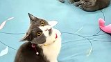 看到主人和小奶猫玩，嫉妒的公猫突然伸爪就揍小猫，太霸道了