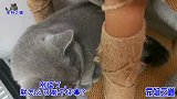 这只胖公猫又闯祸了，被主人训斥一脸不服气，俨然一个表情帝