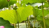 盛夏近荷塘，碧叶遮骄阳。几声蛙鸣起，晚风送清凉。