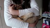 突然翻到绝育后，家里猫发脾气的视频，猫：我蛋呢？