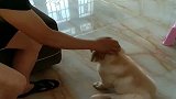 小狗狗正在练习新技能，光叫练习不给吃的，男主太抠了