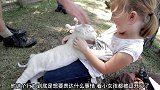 小白虎喜欢咬人家的衣服，女孩把布娃娃拿给它都不要，太搞笑了
