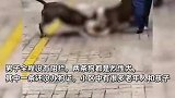 男子带2条猎犬不栓绳活活将猫咬死，知情者：已报警，狗主人赔了1000元