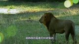 鳄鱼咬住大象鼻子，大象瞬间暴怒，下一秒鳄鱼悲剧了