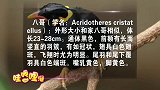 网红八哥唱好汉歌,靠才艺走红,最爱与美女互动