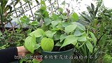 养绿萝很简单，几个方法能快速爬满墙不黄叶