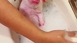 小猪洗澡有多可爱 小猪有什么坏心思呢，它只是想可可爱爱的不被吃掉而已