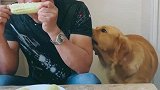 男主不给金毛吃玉米棒，金毛跑到房间拿来钱买，看完忍住别笑