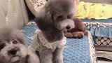 主人说眼睛看不清了，泰迪妲己举动真贴心