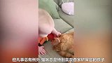 猫咪为什么非常喜欢铲屎官家的宝宝呢？是因为爱吗？