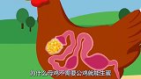 鸡有什么特别之处？为啥没有公鸡，母鸡也能自己下蛋，公鸡有啥用