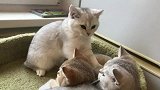 按完大猫按小猫，瞧给这猫累的眼睛都快睁不开了