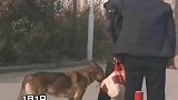 山东青岛，俩醉汉忘我热聊打包食物被狗子偷吃