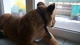 毛妹子养猞猁、美洲狮已经无法满足，难道还要养小狮子？