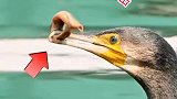想不到鸭子抓鱼竟然这么厉害
