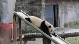 国宝熊猫玩滑滑梯与众不同