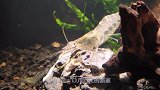 20公分铅笔雷龙苗强势回归，核桃大黄金角蛙生吞麦穗鱼，惊喜不