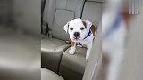 斗牛犬咬着宝宝的袖子不松口，全家人笑坏了