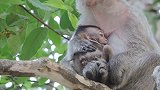 为什么猴妈妈，在小猴子受伤满脓时警告宝宝