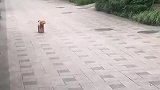 狗子：我就路过一下你咬我干啥呀！